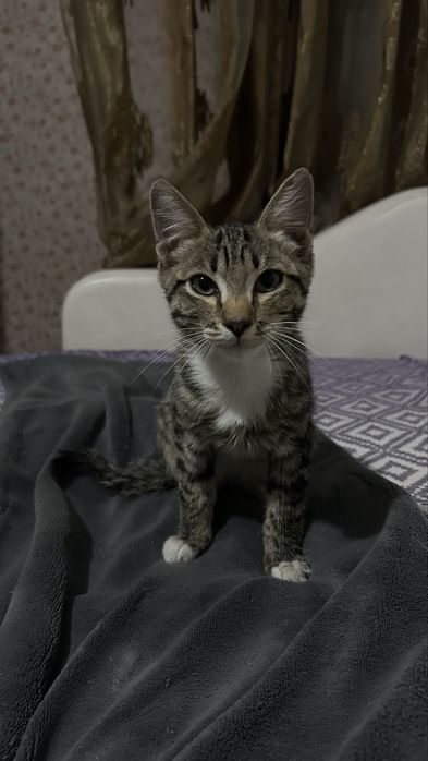 Котик в добрые руки