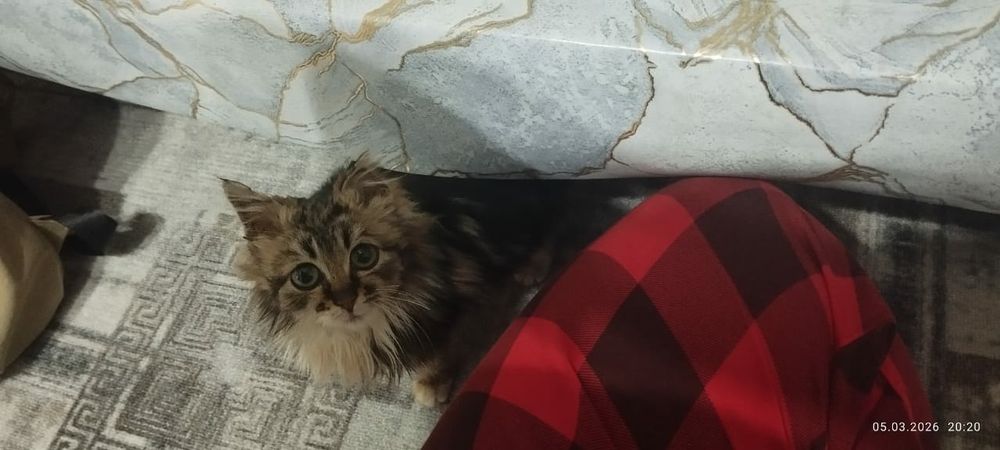 Котенок маленький