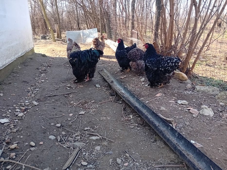 Vand oua cochinchina urias