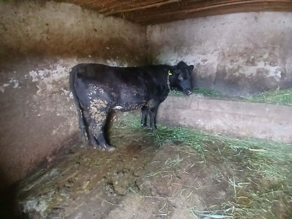 Vaca de vânzare