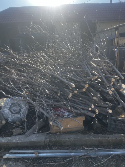 Ағаш тегін.