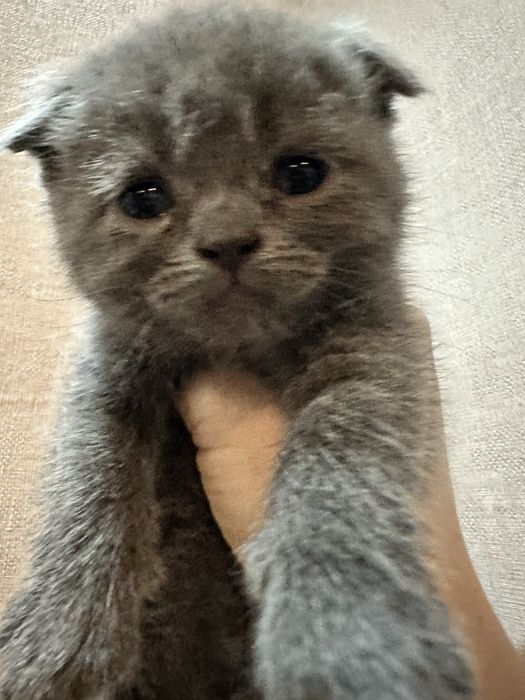 Скотиш фолд мушукчалар сотилади