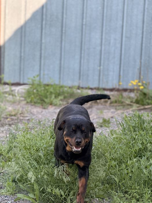 Девочка  Ротвейлер  2 года