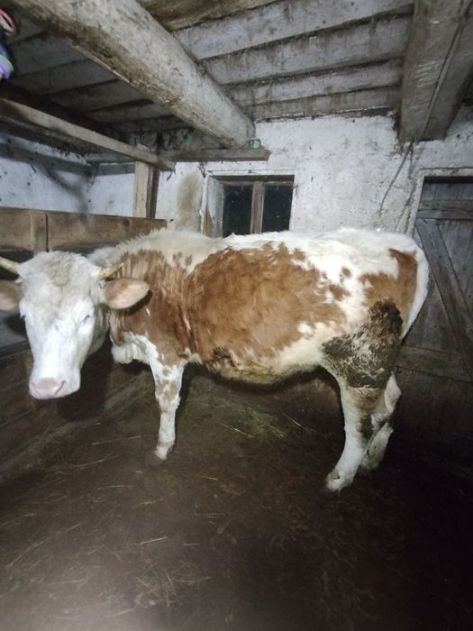 Vând junincă bălțată