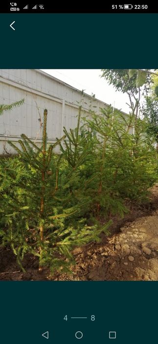 brad pentru evenimente