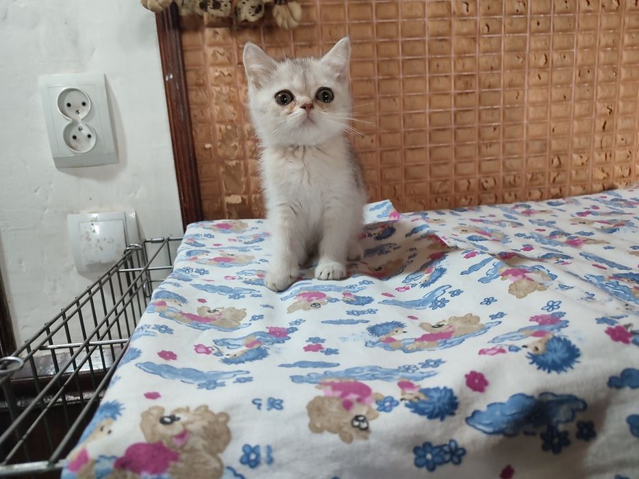 Продаются котята