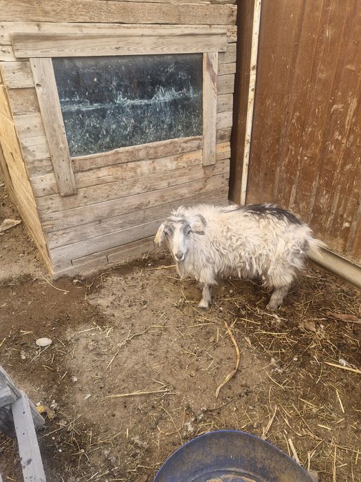 Ешкі сатылады қолдан баққан мал семіз