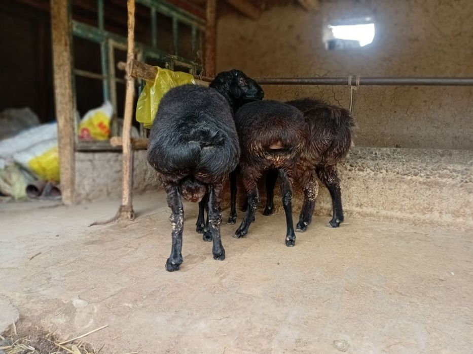 Qoylar bogoz 3ta sovlig 1ta qochqor