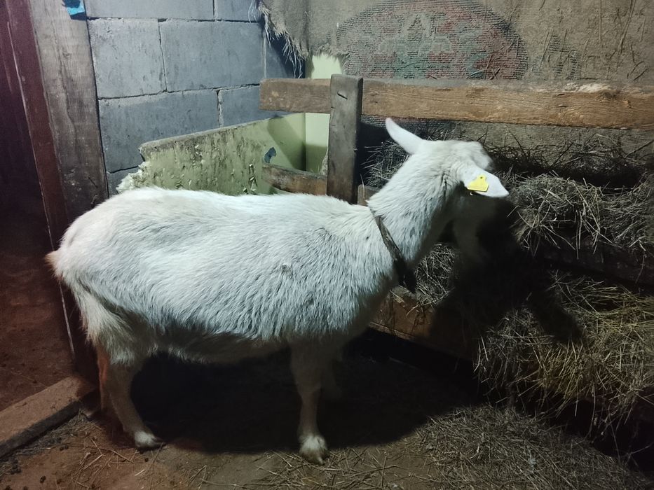 Продам дойную козу