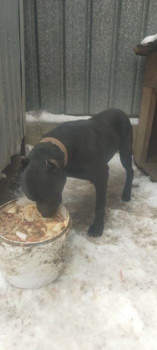 Продам Пит буль полтора года ему красавчик