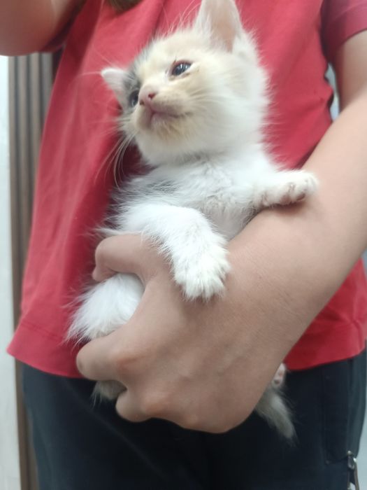 Отдам котят в добрые руки