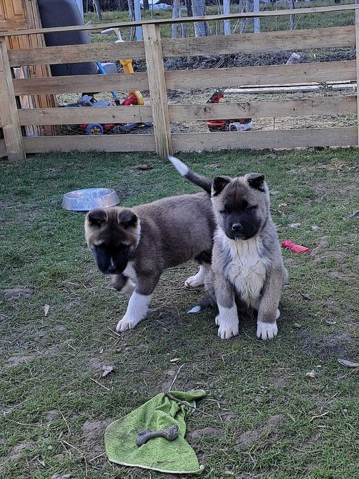 Akita American cu pedigree