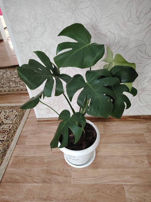 Продам растение  Монстера
