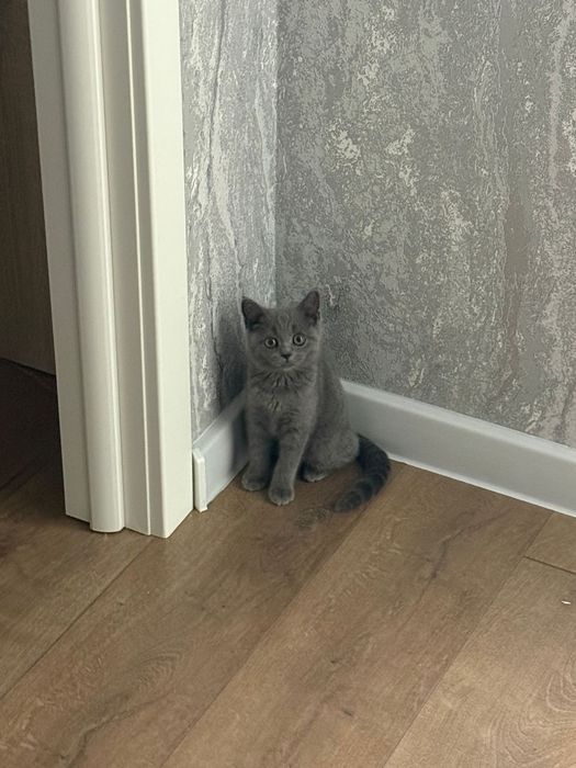 Продам британка короткошерстная