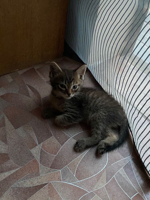Отдам котенка мальчика