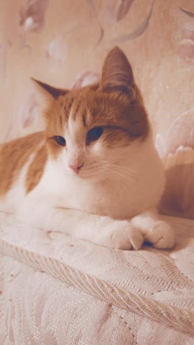 Отдам шикарного котика