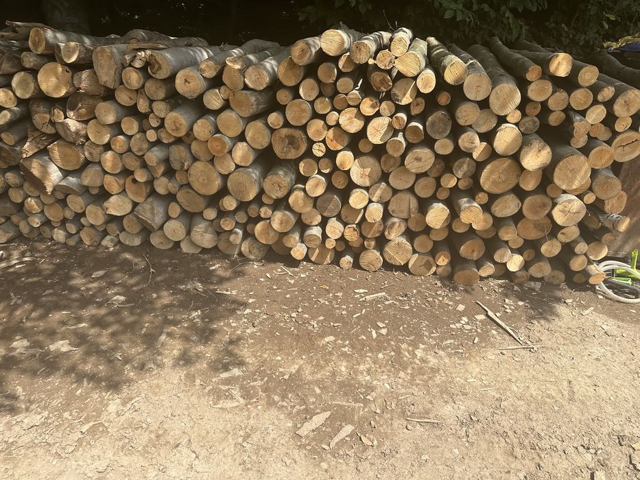 Raritura fag! Detalii la telefon!