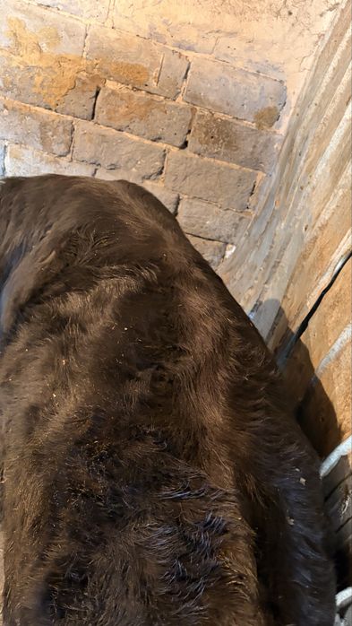 Бычки 3 голов наоткорме