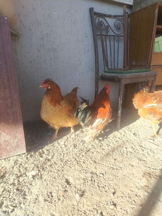 Продам карликовые петух