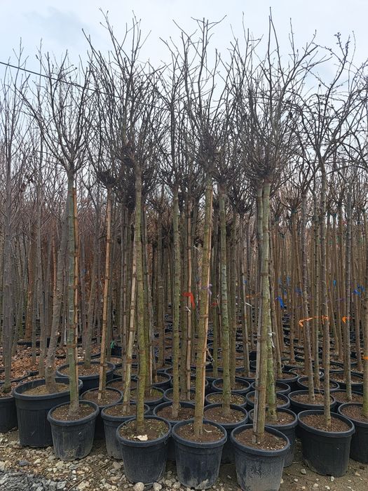 Mesteacan Tei Frasin Stejar Catalpa Liliac etc