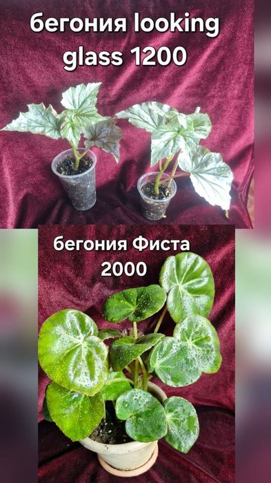 Бегонии цветы домашние