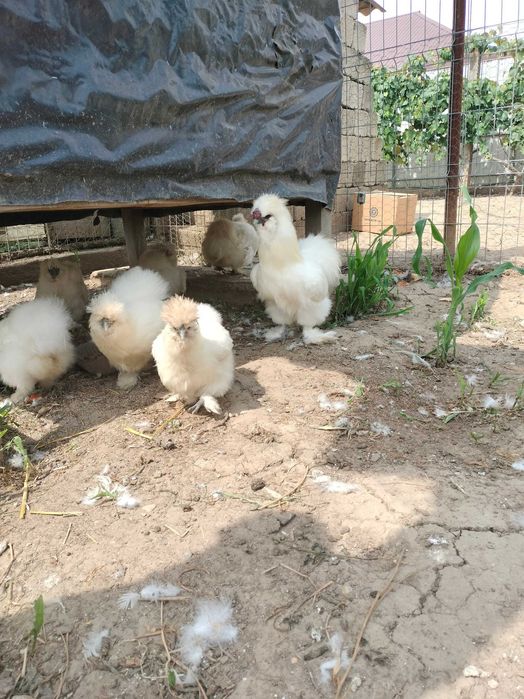 Mătase japoneza - diverse