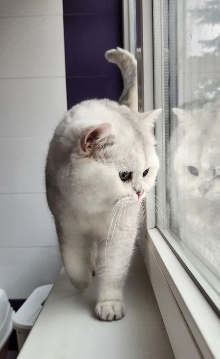 Малко коте  късокосместа чинчила