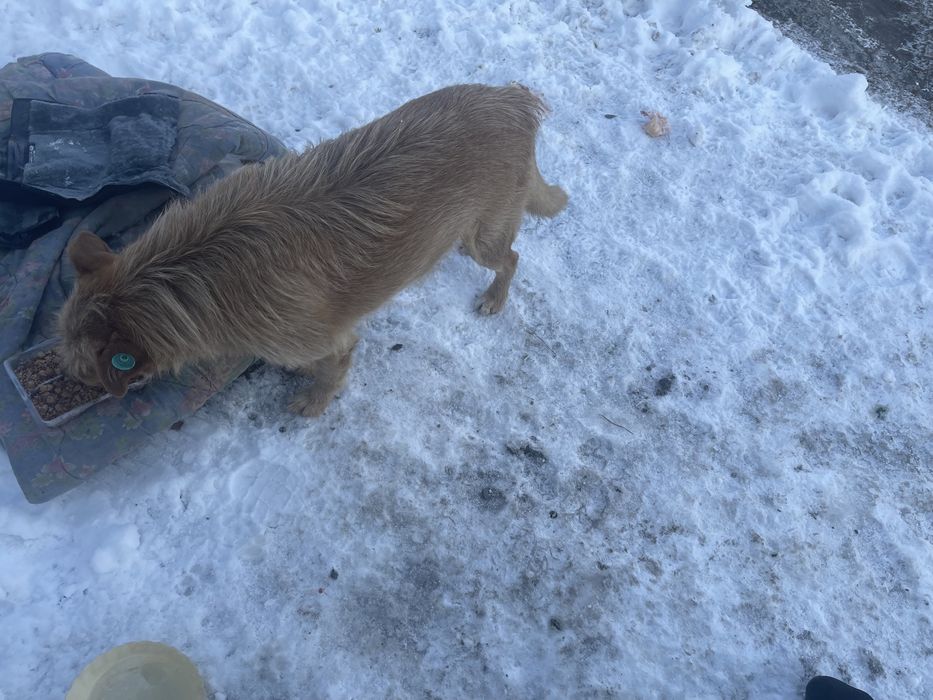 Добрая чипированная умная собака