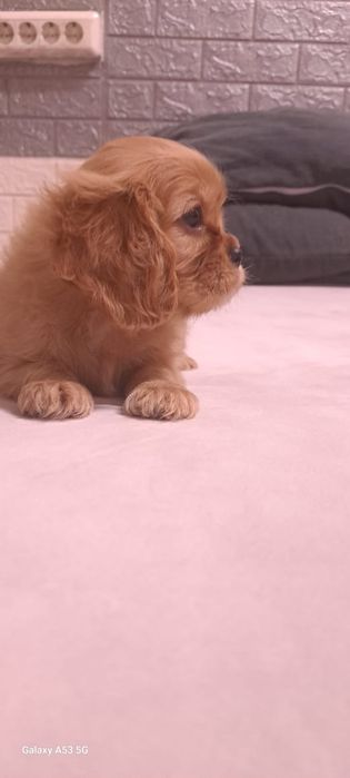 Кавалеры рубинового окраса