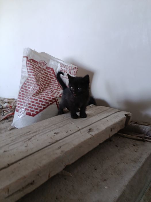 Котята бесплатно