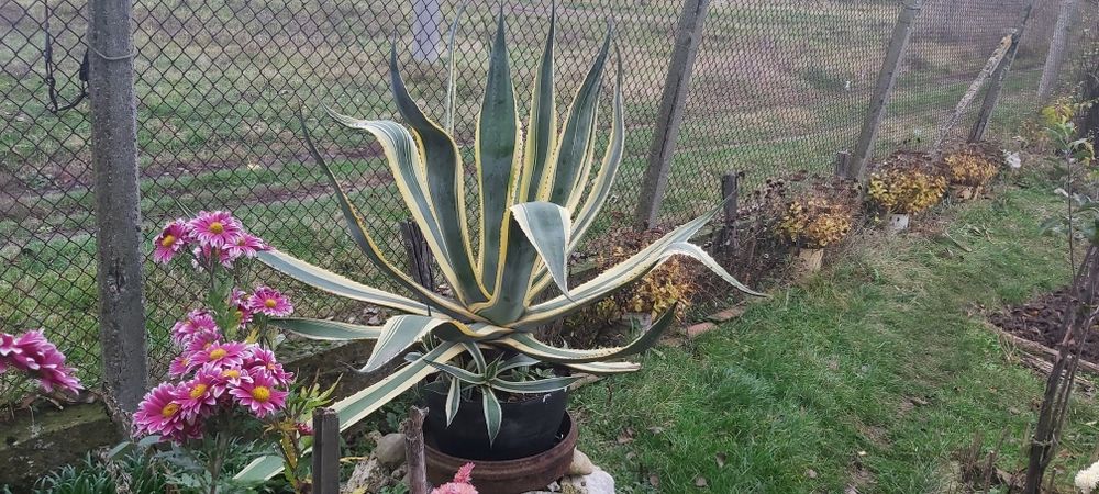 Столетник цвете - голямо