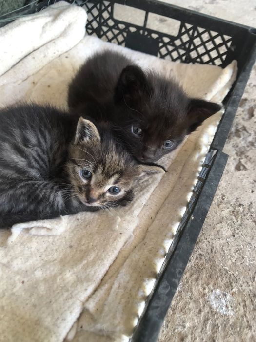 Отдаются 2 котёнка