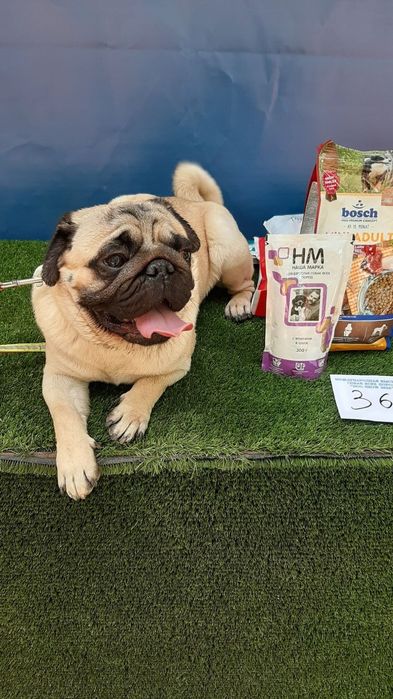 Продаю клубного щенка мопсика мальчик