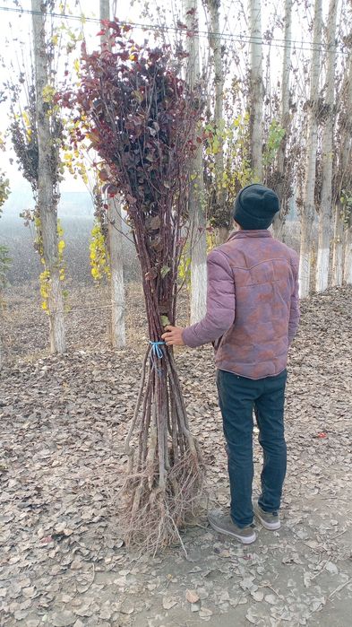 Mevali va manzarali kochatlar yashil makon