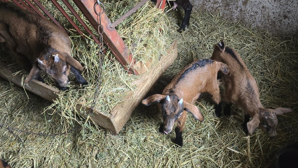 Iezi rasa alpin fancez