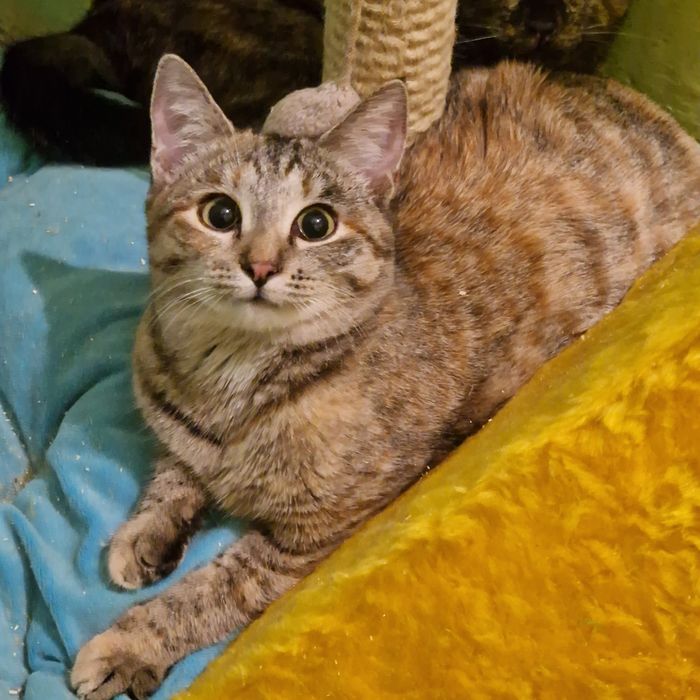 Кошечка Алиса очень красивая и умная