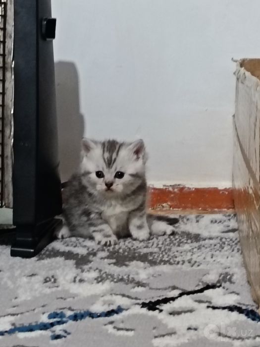 Мушик болари сотилади
