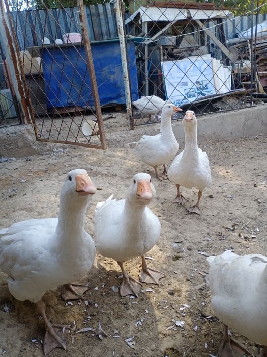 Үй жайындағы қаздар