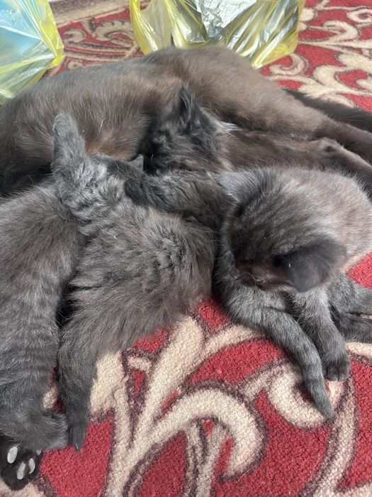 Котята в добрые руки