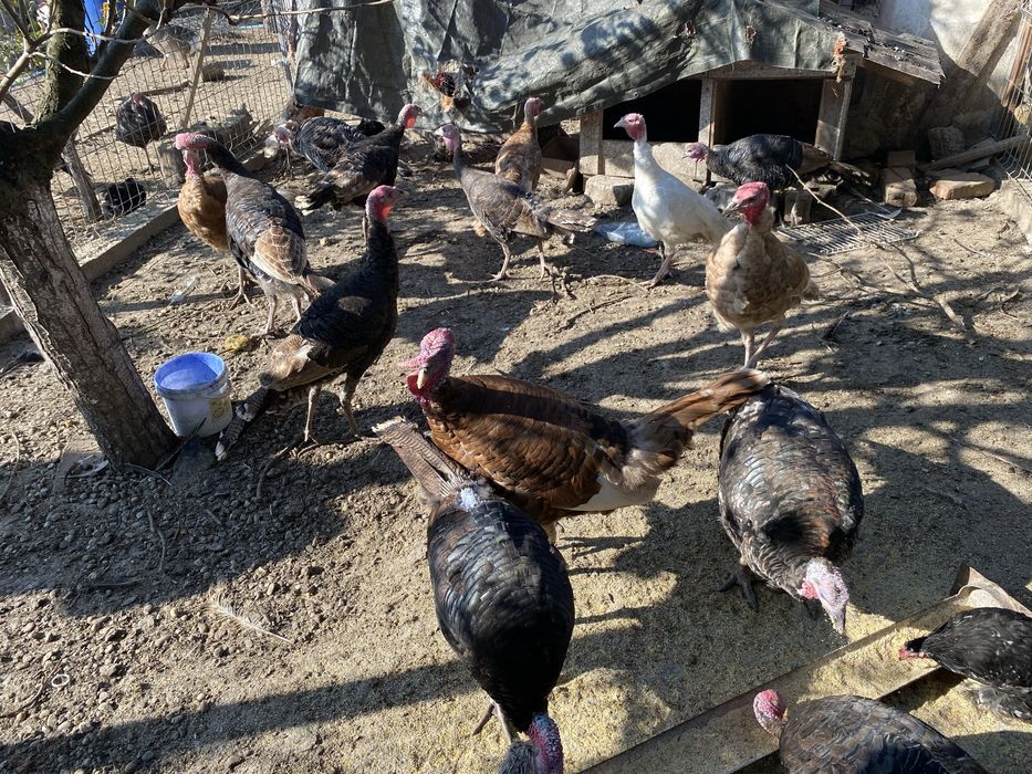 Curci de casă crescute natural