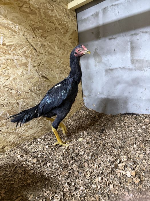 Продам цыпленка