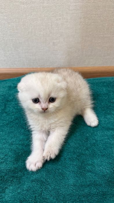 Продаются котята,шотландские скоттиш фолд и страйк