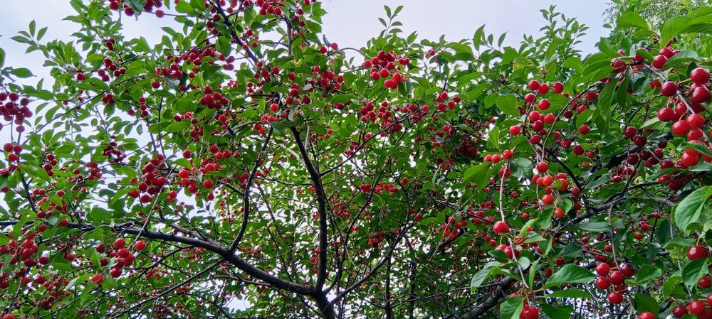 Вишя местная дачная