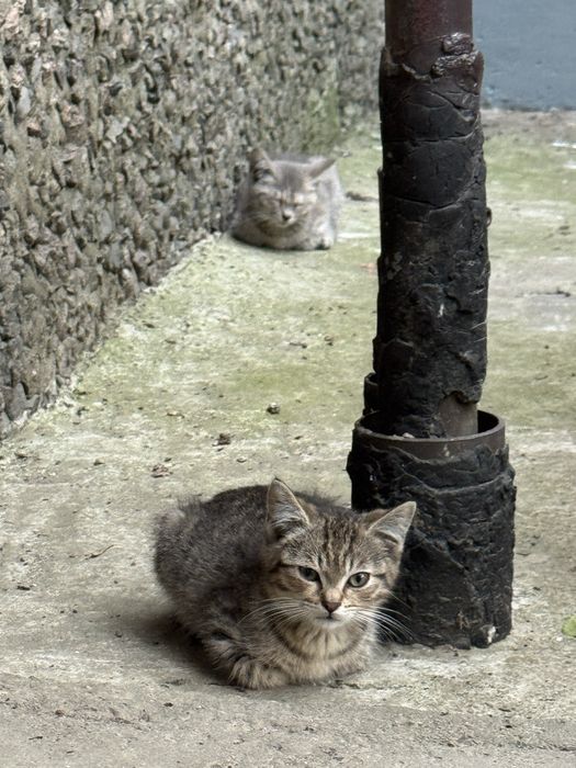 Котята ищут семью