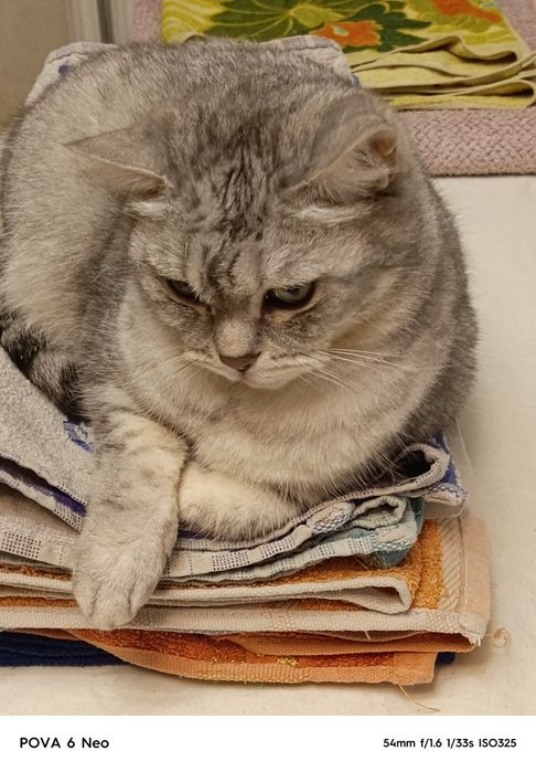 Кошка девушка злой чуть -чут