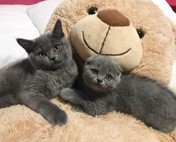 Продам шотландских котят