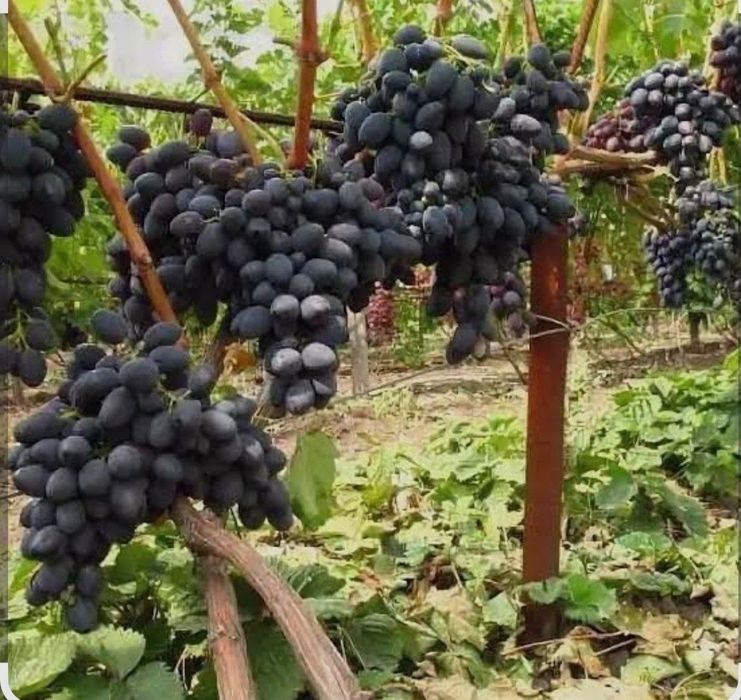 Yaxshi holatda saqlangan uzum sotiladi