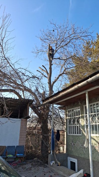 Защита от голубей, птиц, спасём кошку