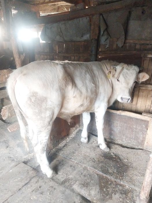 Продам бычька  1.год1 месец