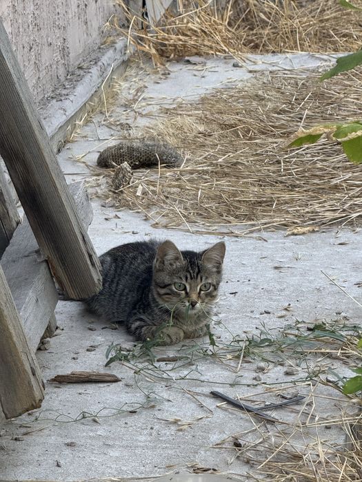 Отдам котят в добрые руки